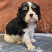 Charlie, a male Cavalier King Charles Spaniel for sale in West Plains, MO – 4 of 6