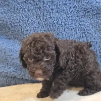 Azara, a female Poodle - Toy  for sale in West Plains, MO – 7 of 7