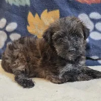Sage, a female Yorkipoo and Poodle - Toy  for sale in West Plains, MO – 5 of 6