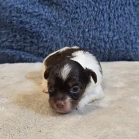 Astrid, a female Shorkie for sale in West Plains, MO – 7 of 7