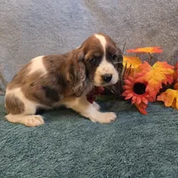 Bambi, a female Cocker Spaniel for sale in West Plains, MO – 6 of 6
