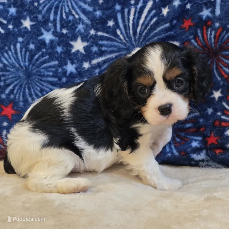 Greta – Cavalier King Charles Spaniel puppy for sale in West Plains, MO