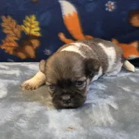 Smokey, a male Shih Tzu for sale in West Plains, MO – 5 of 6