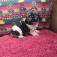 Lizzie, a female Shih Tzu for sale in West Plains, MO – Photo 2 of 4