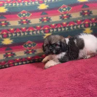 Lizzie, a female Shih Tzu for sale in West Plains, MO – Photo 4 of 4