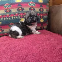 Lizzie, a female Shih Tzu for sale in West Plains, MO – Photo 3 of 4