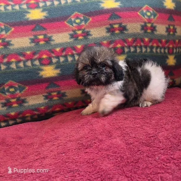Lizzie – Shih Tzu puppy for sale in West Plains, MO