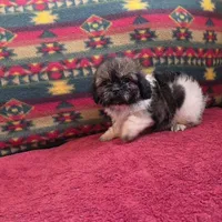 Lizzie, a female Shih Tzu for sale in West Plains, MO – Photo 1 of 4