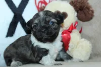 Venus, a female Shih Tzu for sale in West Plains, MO – Photo 6 of 6