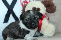 Venus, a female Shih Tzu for sale in West Plains, MO – Photo 5 of 6