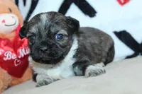 Venus, a female Shih Tzu for sale in West Plains, MO – Photo 3 of 6