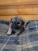 Alley, a female Poodle - Toy  for sale in West Plains, MO – Photo 3 of 3