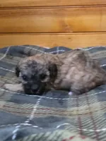 Alley, a female Poodle - Toy  for sale in West Plains, MO – Photo 1 of 3