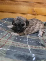 Alley, a female Poodle - Toy  for sale in West Plains, MO – Photo 2 of 3