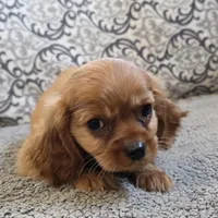 Rooney, a male Cavalier King Charles Spaniel for sale in West Plains, MO – 2 of 7