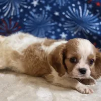 Pete, a male Cavalier King Charles Spaniel for sale in West Plains, MO – 4 of 8