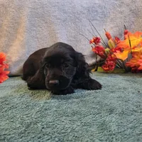 Dori, a female Cocker Spaniel for sale in West Plains, MO – 2 of 6