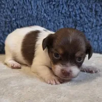 Fiona, a female Shorkie for sale in West Plains, MO – 7 of 7