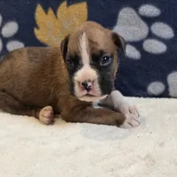Phoenix, a male Boxer for sale in West Plains, MO – 2 of 6
