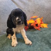Buffy, a female Cocker Spaniel for sale in West Plains, MO – 3 of 6