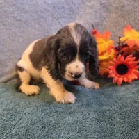 Banjo, a male Cocker Spaniel for sale in West Plains, MO – 2 of 6