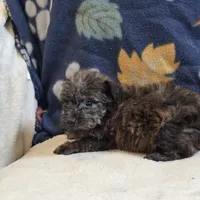 Ripley, a male Yorkipoo and Poodle - Toy  for sale in West Plains, MO – 6 of 6