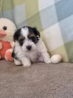 Peppy , a female Yorkshire Terrier for sale in West Plains, MO – Photo 1 of 2