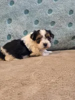 Peppy , a female Yorkshire Terrier for sale in West Plains, MO – Photo 2 of 2