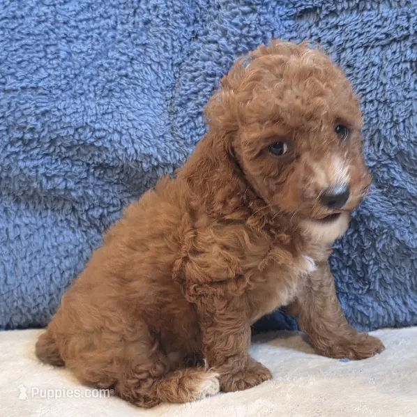 Veto  – Poodle - Toy  puppy for sale in West Plains, MO