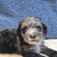 Rio, a male Poodle - Toy  for sale in West Plains, MO – 2 of 7