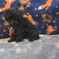Freya, a female Yorkipoo and Poodle - Toy  for sale in West Plains, MO – 3 of 10