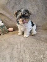 Griffin, a male Yorkshire Terrier for sale in West Plains, MO – Photo 3 of 3