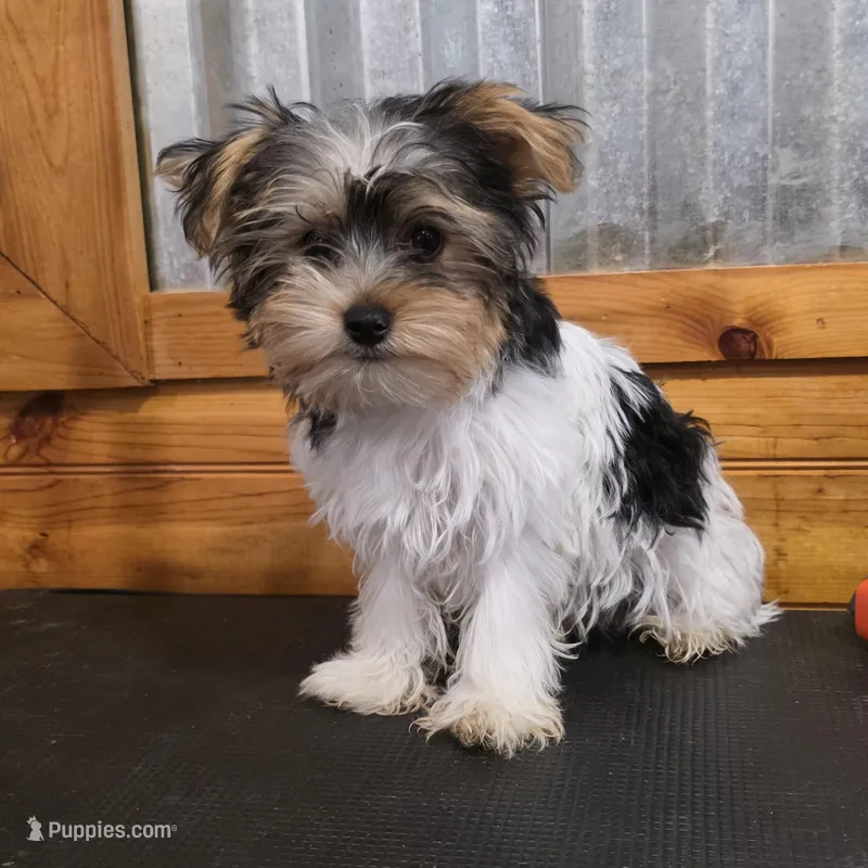 Griffin – Yorkshire Terrier puppy for sale in West Plains, MO