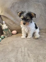 Griffin, a male Yorkshire Terrier for sale in West Plains, MO – Photo 2 of 3