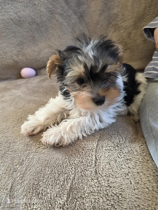 Griffin – Yorkshire Terrier puppy for sale in West Plains, MO