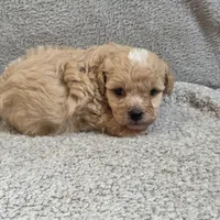 Drake, a male Poodle - Toy  for sale in West Plains, MO – Photo 3 of 5