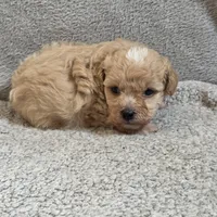 Drake, a male Poodle - Toy  for sale in West Plains, MO – Photo 1 of 5
