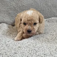 Drake, a male Poodle - Toy  for sale in West Plains, MO – Photo 2 of 5