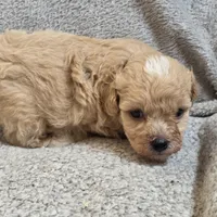 Drake, a male Poodle - Toy  for sale in West Plains, MO – Photo 4 of 5