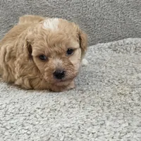 Drake, a male Poodle - Toy  for sale in West Plains, MO – Photo 5 of 5