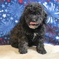 Patty, a female Poodle - Toy  for sale in West Plains, MO – 2 of 9