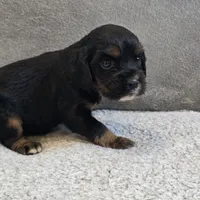 Annie, a female Cocker Spaniel for sale in West Plains, MO – Photo 2 of 2
