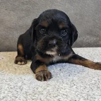 Annie, a female Cocker Spaniel for sale in West Plains, MO – Photo 1 of 2