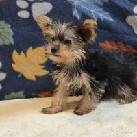 Queen, a female Yorkshire Terrier for sale in West Plains, MO – 5 of 10