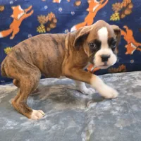 Roco, a male Boxer for sale in West Plains, MO – 3 of 9