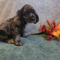 Jagger, a male Cocker Spaniel for sale in West Plains, MO – 5 of 6