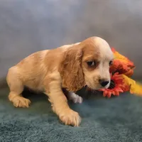 Enzo, a male Cocker Spaniel for sale in West Plains, MO – 2 of 6