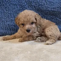 Jasper, a male Poodle - Toy  for sale in West Plains, MO – 3 of 7
