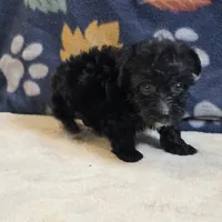 Freya, a female Yorkipoo and Poodle - Toy  for sale in West Plains, MO – 3 of 6