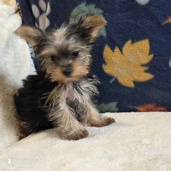 Queen – Yorkshire Terrier puppy for sale in West Plains, MO